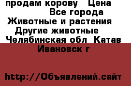 продам корову › Цена ­ 70 000 - Все города Животные и растения » Другие животные   . Челябинская обл.,Катав-Ивановск г.